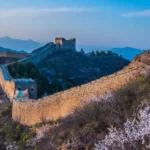 Spring Flowers at the Great Wall of China