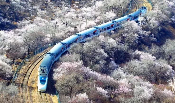 Cherry Blossoms (樱花) viewed from Juyongguan Great Wall