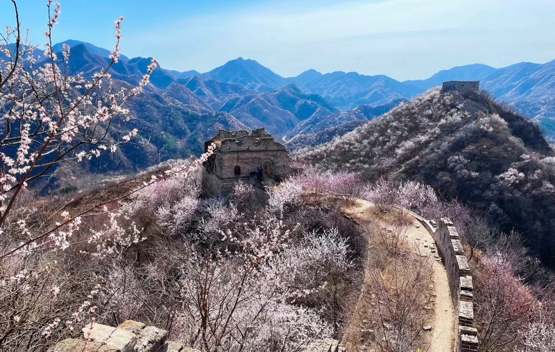 Peach Blossoms (山桃花) 