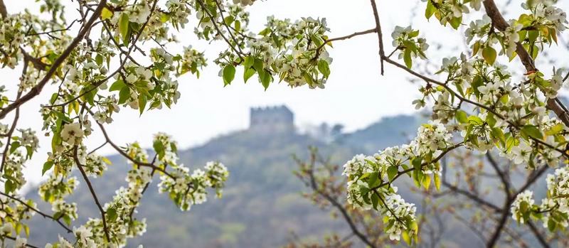 Pear Blossoms (梨花) at the Great Wall of China