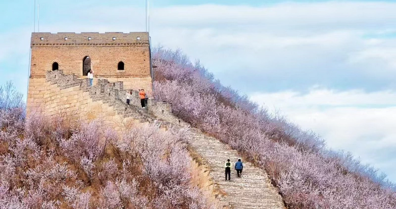 Plum Blossoms (梅花) at the Great Wall of China