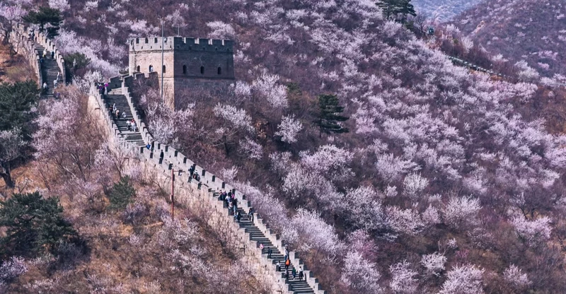 Spring Flowers at Huanghuacheng Great Wall