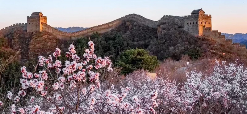 Jinshanling Great Wall Spring Flowers