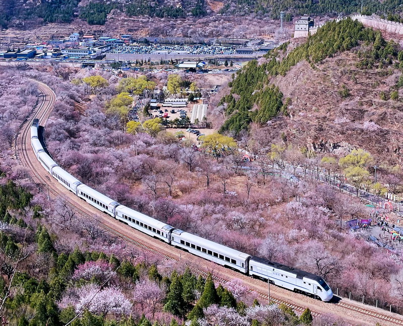 Spring Flowers seen from Juyongguan Great Wall