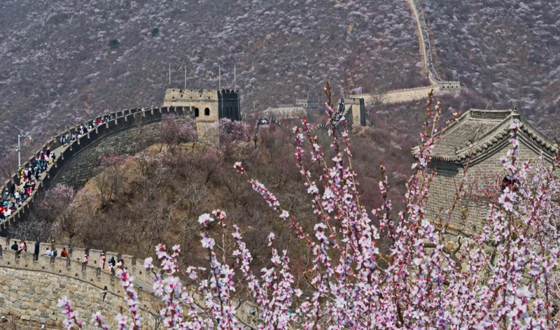 Spring Blossoms at Mutianyu Great Wall