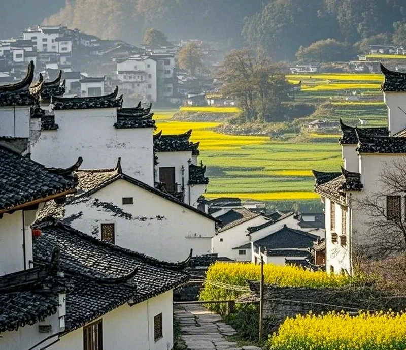 Rapeseed Flowers (Early March to mid-April) in Wuyuan