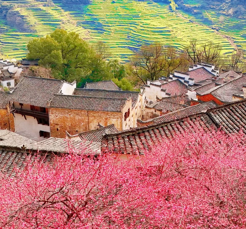 Plum Blossoms (Late February to early March) in Wuyuan