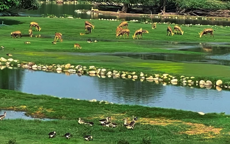  Nanhaizi Park (南海子公园) in Daxing District