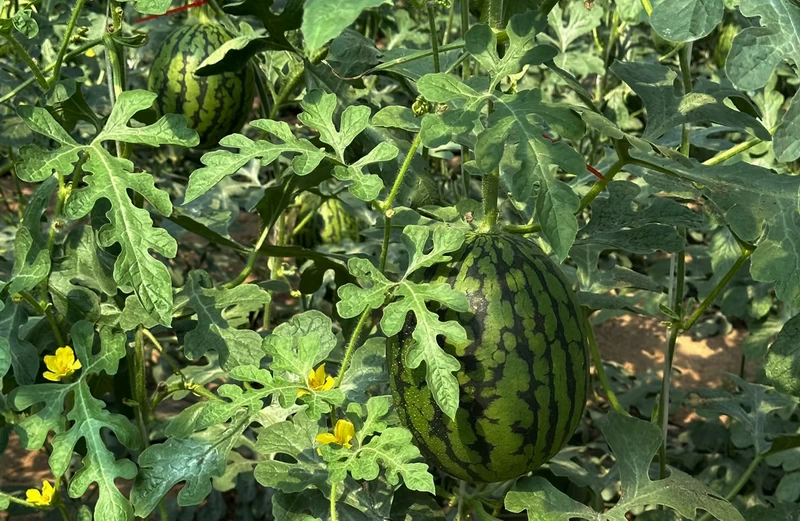 Panggezhuang Watermelon inn Daxing District`