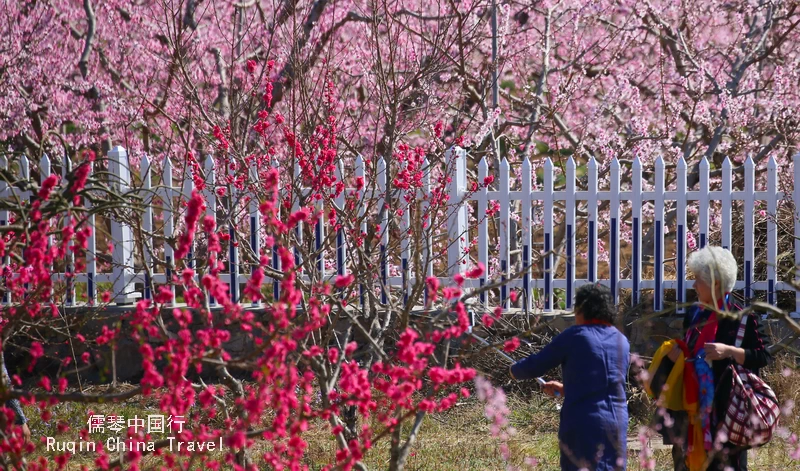 Pinggu Peach Orchard  on the top list of Beijing Pinggu District Travel Guide