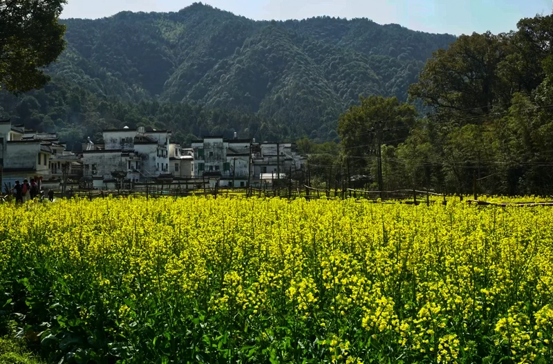  Xiaoqi Village (晓起古村) in Wuyuan