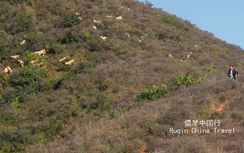 Mr. Zhou, a local farmer tending his goats hike from Gubeikou to Jinshanling