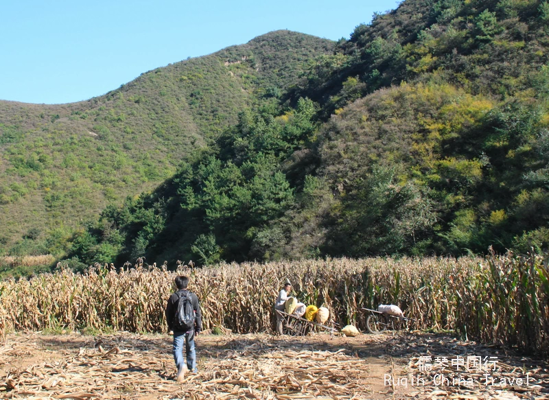 In front of us—a cornfield