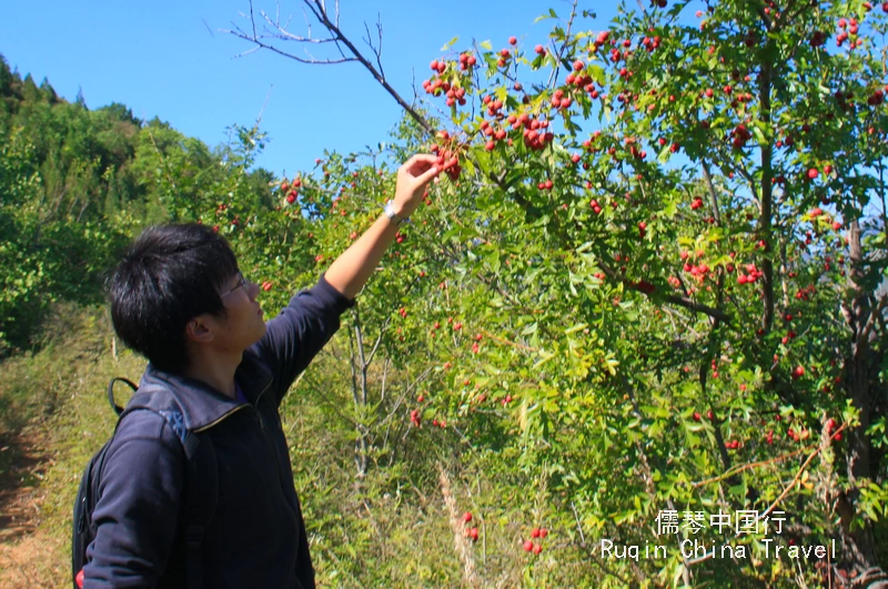 The jujube and hawthorn trees in the valley at Gubeikou Great Wall