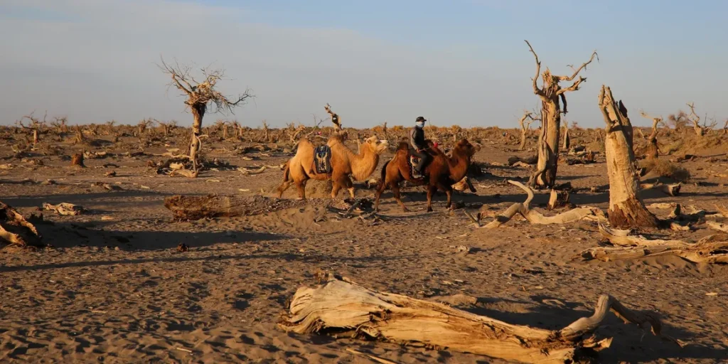 Alxa League (Alashan), Inner Mongolia: A Visitor Guide for Foreigners