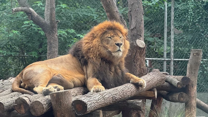 How to Buy tickets for Chengdu zoo