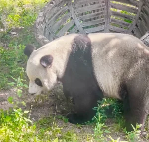 Dalian Forest Zoo Tickets booking