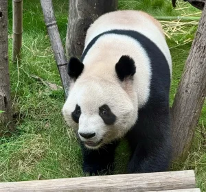 How to book tickets for Hangzhou Zoo