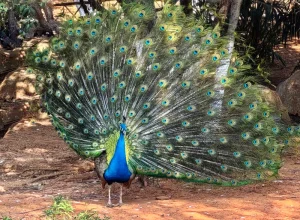 Kunming Zoo (Yuantongshan) Tickets