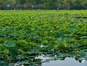Green Lake Park (翠湖公园)