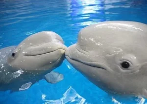 Qingdao Underwater World ticket booking in Qingdao