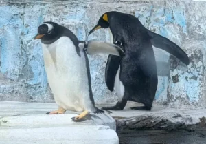 Haichang Polar Ocean Park tickets in Qingdao