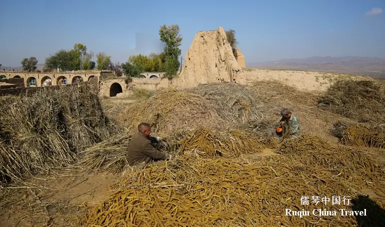 villagers were out in the sun, threshing freshly harvested millet and sorghum at Zhenbianbao Village