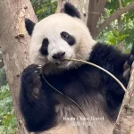 Chengdu Panda