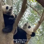 Chengdu Panda Base