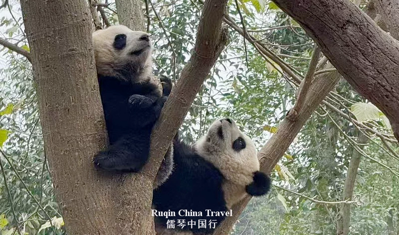 Chengdu Research Base of Giant Panda Breeding
