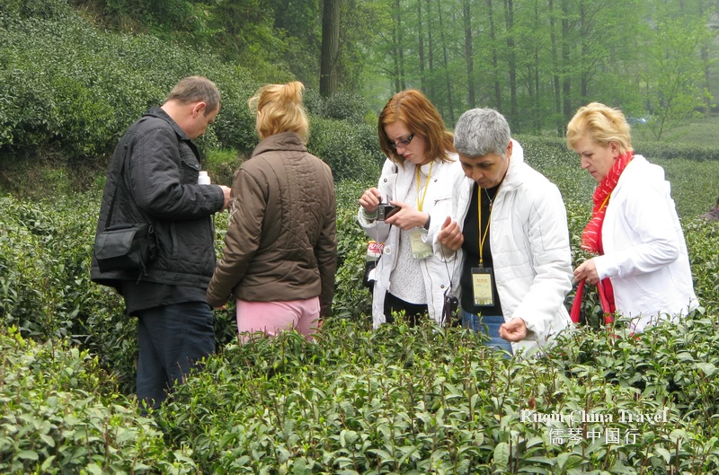 Longjing Tea Fields