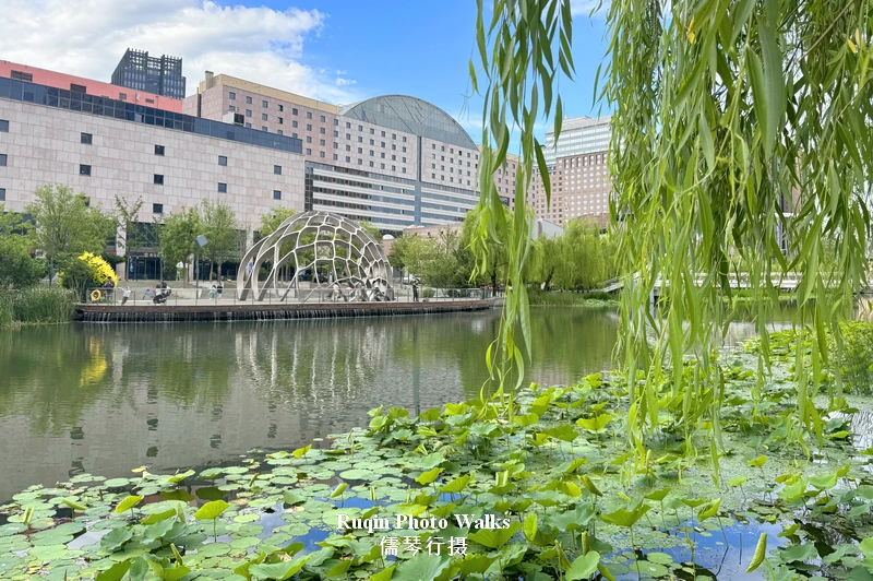 Kempinski Hotel Beijing Yansha Center, lotus and lily flowers, with willow trees reaching over the water — a quiet scene on Liangma River