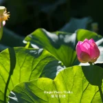 June Morning Walk at Longtan Lake Park