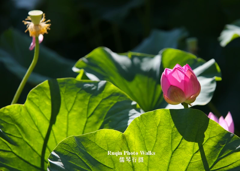 June Morning Walk at Longtan Lake Park