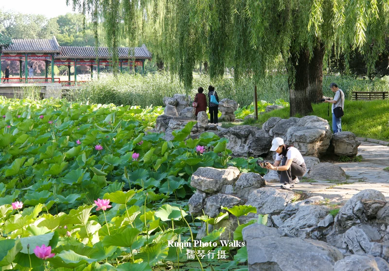 The largest lotus pond in the south-east corner of Longtan Lake Park