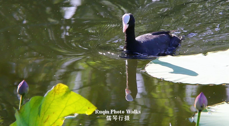 Eurasian coot in Longtan Lake