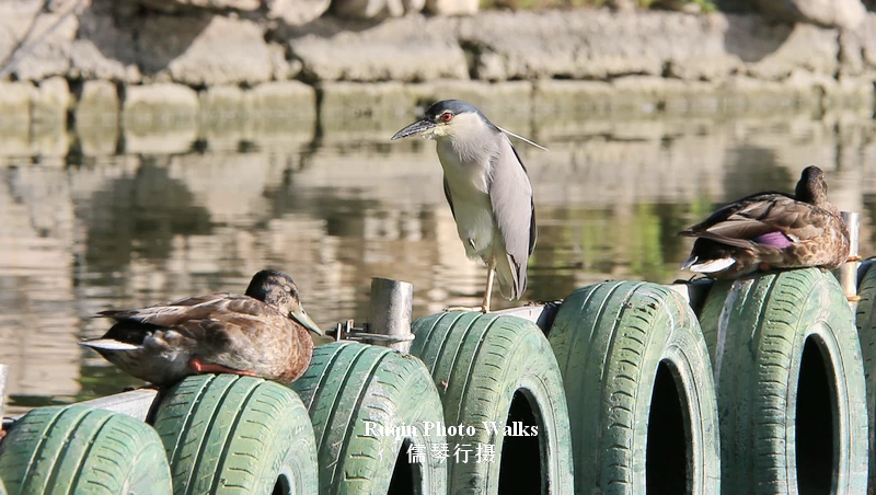 Grey heron 苍鹭 in Longtan Lake Park, Beijing
