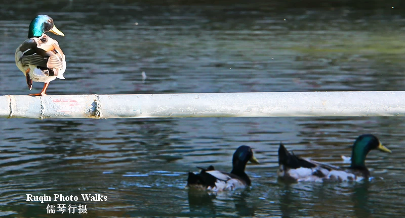 the mallard (绿头鸭) in Longtan Lake Park, Beijing