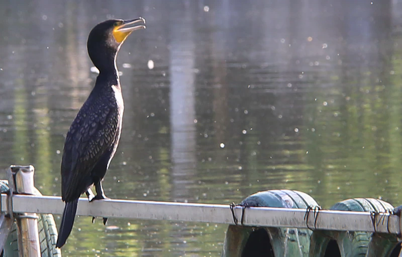 A cormorant stands on a narrow post in the water at Longtan Lake, head raised in a sharp, alert posture.