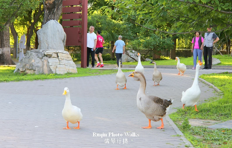 a few large white geese were slowly wandering in Beijing Longtan Lake Park