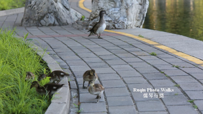 I came across a duck family moving slowly along the shoreline.