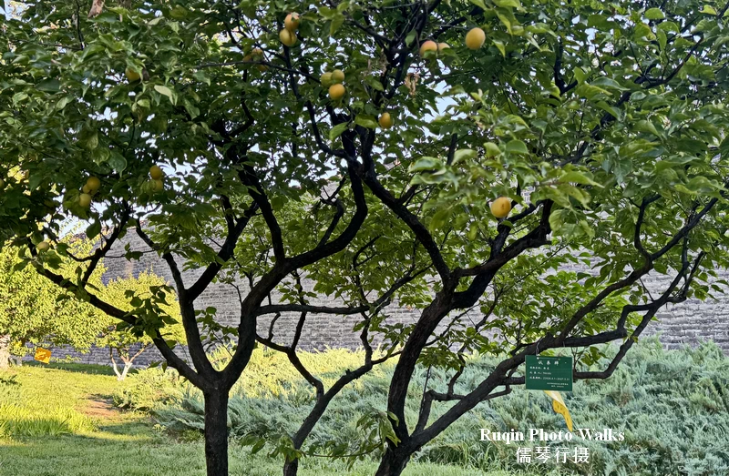 the plum trees were heavy with fruit at Beijing Ming Dynasty Wall Ruins Park