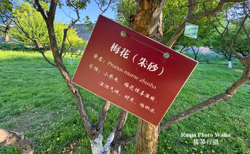 Many trees have identification tags at Beijing Ming Dynasty Wall RElics Park
