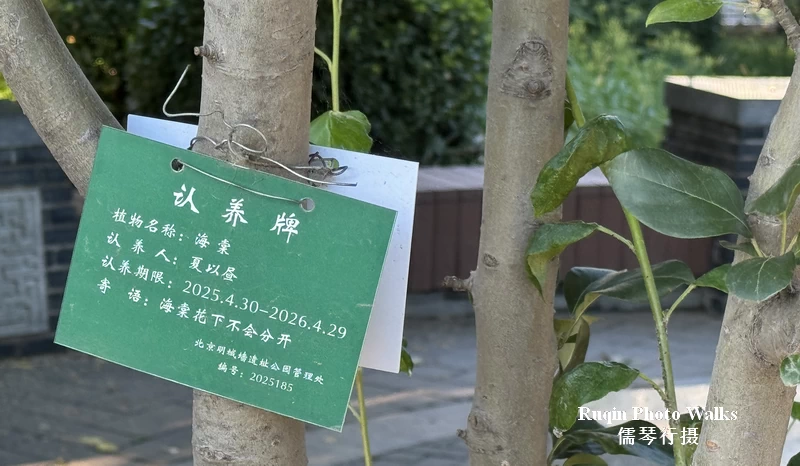 A adoption plaque for a Crabapple tree in Beijing Ming Dynasty Wall Relics Park