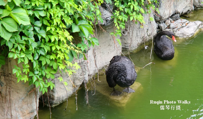 There are two black swans living here in Red Brick Art Museum