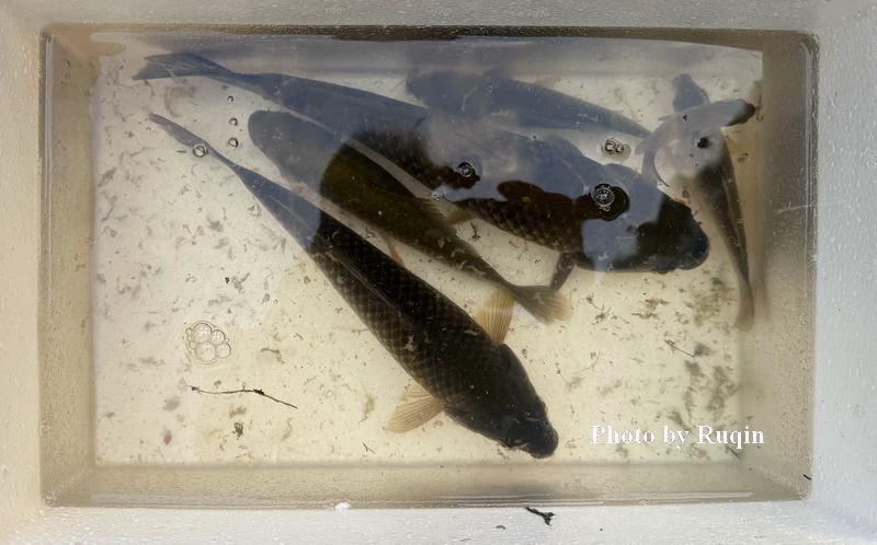 Crucian carps caught by a local angler in Beijing