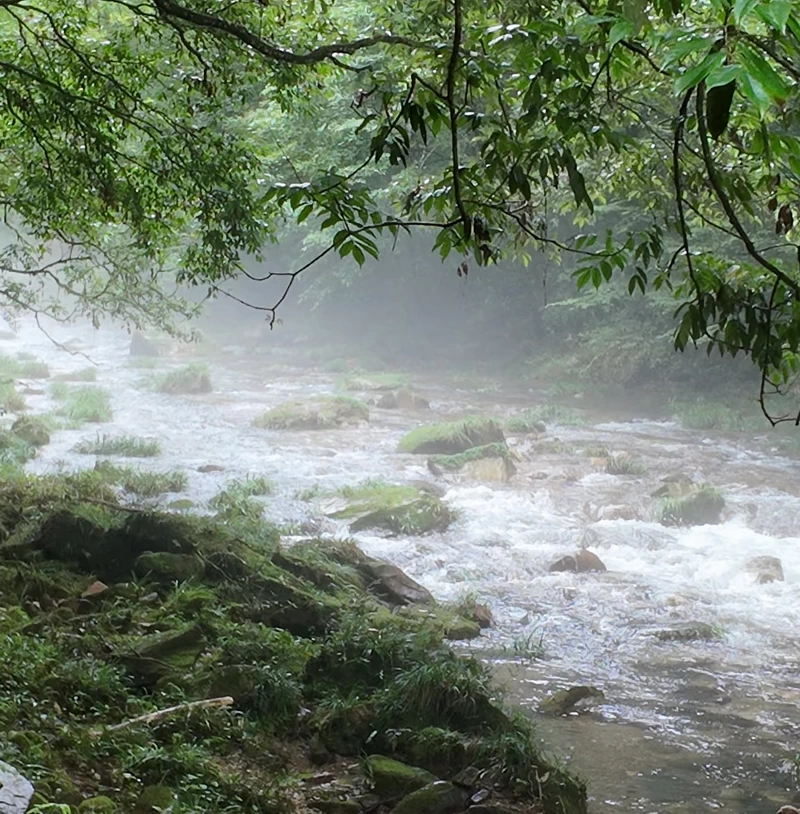 Golden Whip Stream in a rainy day in Zhangjiajie