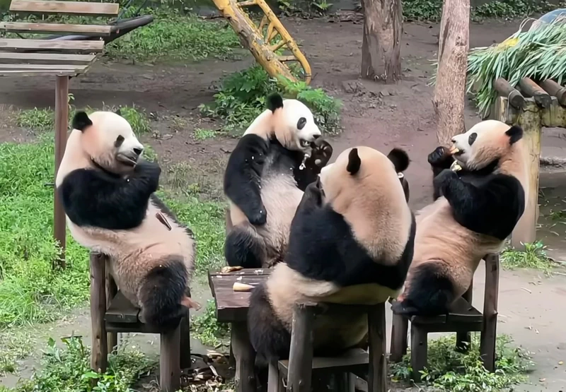 Eating Bamboo shoots (famous Sixi (四喜) panda family) at Chongqing Zoo