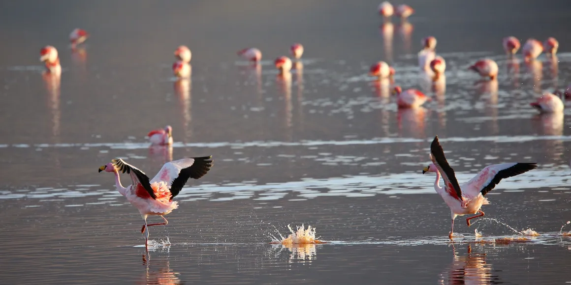 flamingos are starting to fly in Bolivia