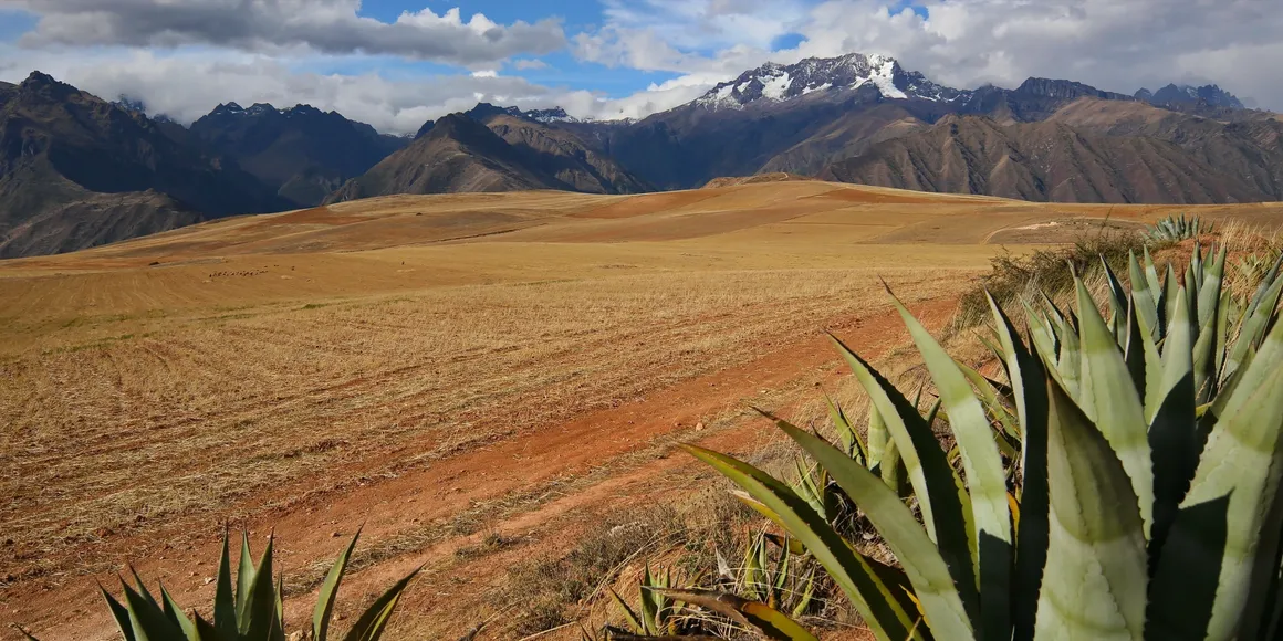 Cabuya or Andean Maguey in Andes Peru